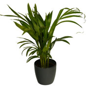 Areca + Anthracite Cachepot